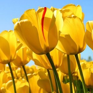 Meet your Posher, Anna frances